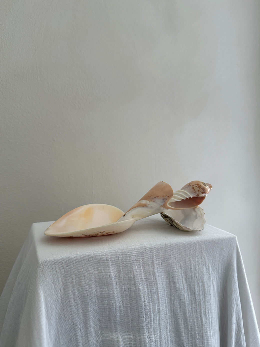 a vintage sea shell serving spoon made in polished conch shell