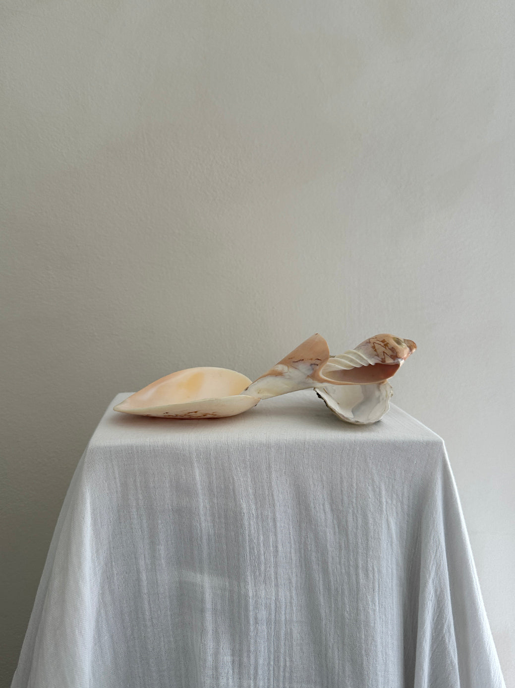 Vintage sea shell/mother-of-pearl spoon I